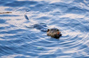 Beaver in the Moritzburg castle pond