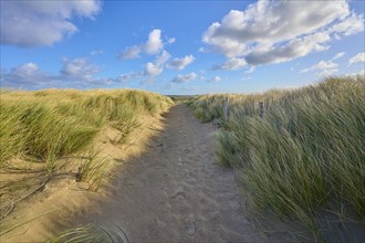 Beach access, sand dune, dune grass, wind, clouds, Zandvoort, North Sea, North Holland, Netherlands