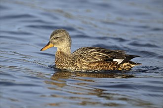 Adult gadwall (Mareca strepera), female swimming on Lake Zug, Switzerland, Europe