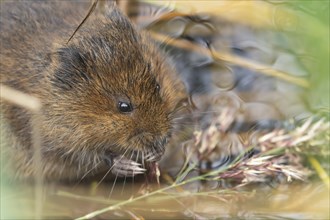 European water vole (Arvicola amphibius) adult animal feeding on a reed stem in a pond, Suffolk,