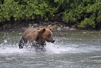 Brown bear (Ursus arctos) hunting for salmon in the water, Lake Clark National Park, Alaska