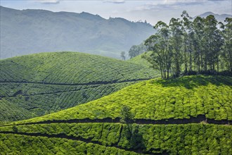 Indian Green Tea plantations in Munnar, Kerala, India, Asia