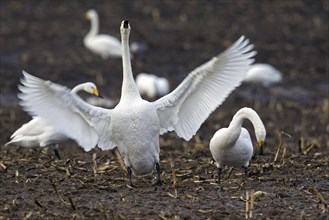 Whooper Swans (Cygnus cygnus) foraging in stubble field