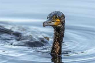 Great great cormorant (Phalacrocorax carbo) fishing in the water. Bas-Rhin, Collectivite europeenne