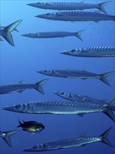 Group, shoal of european barracuda (Sphyraena sphyraena) near Hyères. Dive site Giens Peninsula,