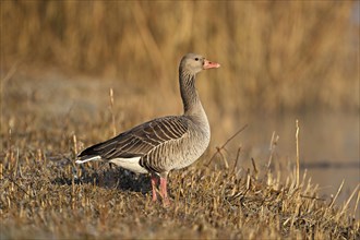 Greylag goose (Anser anser), standing in mown reeds, Switzerland, Europe