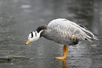 Bar-headed goose (Anser indicus), captive Switzerland