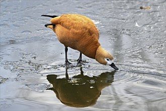 Ruddy shelduck (Tadorna ferruginea), standing on ice, Switzerland, Europe