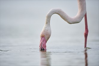 Greater Flamingo (Phoenicopterus roseus) standing in the water, portrait, Parc Naturel Regional de