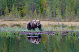 European brown bear (Ursus arctos) standing at a small lake, reflection, autumn, taiga in the