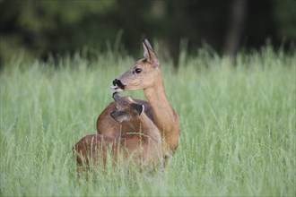 European roe deer (Capreolus capreolus) doe with fawn in tall grass, AllgÃ¤u, Bavaria, Germany,