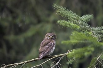 Eurasian pygmy owl (Glaucidium passerinum) (Strix passerina) perched in tree in coniferous forest