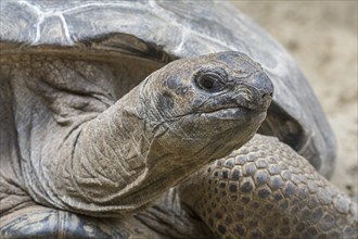 Aldabra giant tortoise (Aldabrachelys gigantea) (Testudo gigantea) native to the islands of the