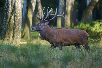 Red deer (Cervus elaphus), with imposing antlers running in a birch forest, flooded with sunlight