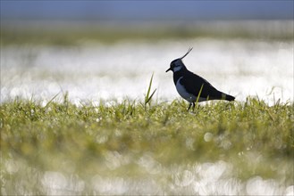 Northern lapwing (Vanellus vanellus), in a wet meadow, backlit, Dümmer, Lower Saxony, Germany,