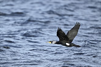 Great cormorant (Phalacrocorax carbo), in flight, Switzerland, Europe