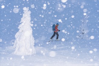 Skiers in the snow, Dundret Nature Reserve, Gällivare, Norrbotten, Lapland, Sweden, Sweden,