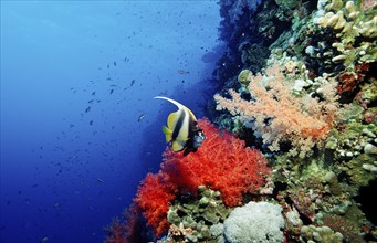 Red Sea ciliated fish, Heniochus intermedius, Egypt, Africa, Sinai, Sharm el Sheik, Red Sea, Africa