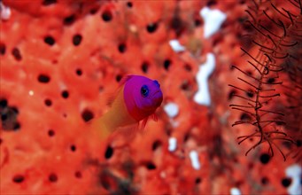 Mermaid dwarf perch, Pseudochromis paccagnelae, Indonesia, Wakatobi Dive Resort, Sulawesi, Indian