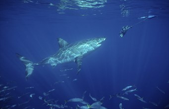 Great white shark, Carcharodon carcharias, South Africa, Dyer Island, Gansbaai, Atlantic Ocean,