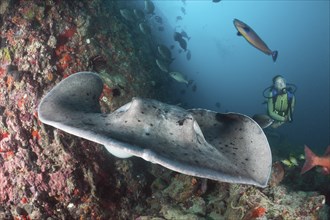 Diver and blackspot stingray, Taeniura meyeni, Ellaidhoo house reef, North Ari Atoll, Maldives,