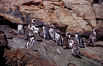 African penguins, Spheniscus demersus, South Africa, Addo Elephant National Park, St. Croix, Port