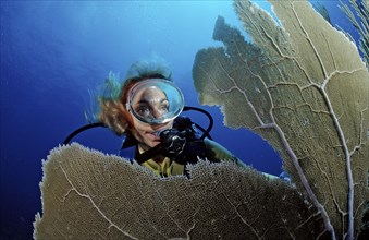 Coral reef and divers, Punta Cana, Caribbean Sea, Dominican Republic, Central America