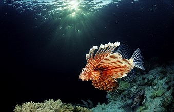 Common lionfish in coral reef, Pterois volitans, Indonesia, Wakatobi Dive Resort, Sulawesi, Indian