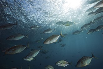 Lemon trevally hunting spikefish, Carangoides bajad, Raja Ampat, West Papua, Indonesia, Asia