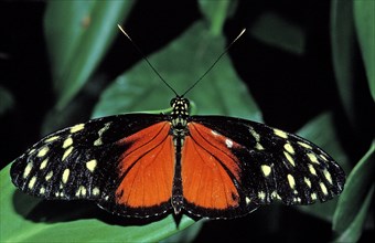 Heliconius butterfly, Heliconius hecale, Costa Rica, South America, La Paz Waterfall Gardens, Peace