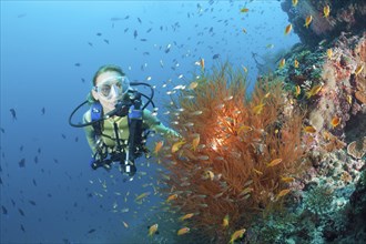 Black coral and diver, Antipathes dichotoma, Maya Thila, North Ari Atoll, Maldives, Asia