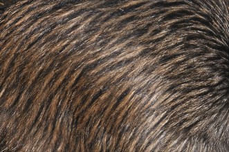 Background of feathers of North Island brown kiwi, Apteryx australis