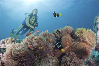 Diver and magnificent anemone with Maldives anemonefish and Clark's anemonefish, Heteractis