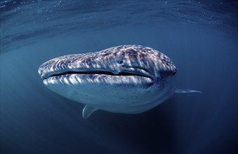 Whale shark, Rhincodon thypus, Djibouti, Djibouti, Africa, Afar Triangle, Gulf of Aden, Gulf of