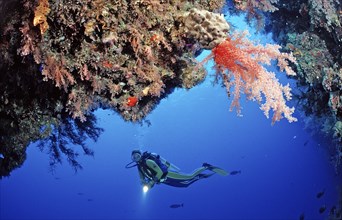 Diver and coral reef with red soft corals, Egypt, Rocky Island, Red Sea, Africa