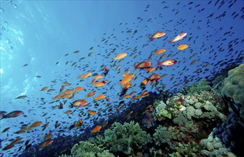 Hawkbill and coral reef, Pseudanthias squamipinnis, Egypt, Africa, Sinai, Sharm el Sheik, Red Sea,