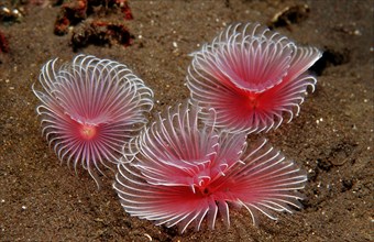 Tentacle crowns of three tubeworms, Polychaeta, Bali, Indian Ocean, Indonesia, Asia