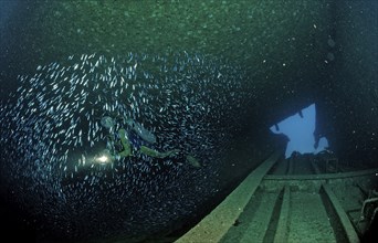 Diver in the Patricia shipwreck, Parapriacanthus ransonneti, Punta Cana, Caribbean Sea, Dominican