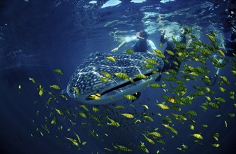 Whale shark, Rhincodon thypus, Mexico, Lake Cortez, Lower California, La Paz, Central America