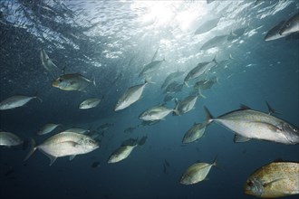 Lemon trevally hunting spikefish, Carangoides bajad, Raja Ampat, West Papua, Indonesia, Asia