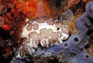 Nudibranch, Jorunna funebris, Bali, Indian Ocean, Indonesia, Asia