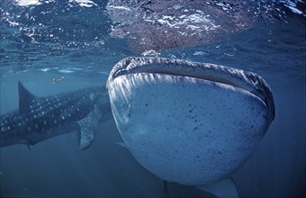 Two whale sharks, Rhincodon thypus, Djibouti, Djibouti, Africa, Afar Triangle, Gulf of Aden, Gulf