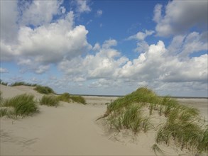 Sandy dunes with flowering grass under a blue sky with clouds, spiekeroog, east frisia, north sea,