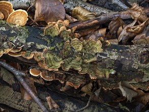 Turkeytail Fungus Green Colour on Decaying Branch in English Woodland