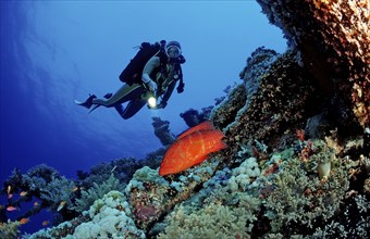 Diver and jewelled perch, Cephalopholis miniata, Egypt, Africa, Sinai, Ras Mohammed, Red Sea,