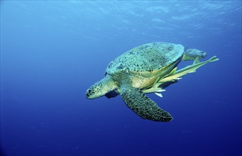 Green turtle, Chelonia mydas, Egypt, Africa, Sinai, Marsa Alam, Red Sea, Africa