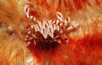 Sea urchin crab, zebra crab on fire sea urchin, Zebrida adamsii, Asthenosoma varium, Komodo