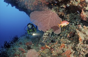 Diver on the reef, Maldives, Indian Ocean, Ari Atoll, Asia