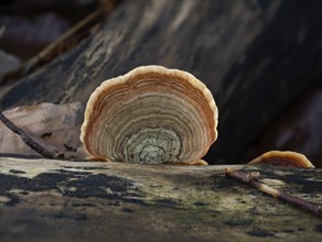 Turkeytail fungus on decaying log in English Woodland