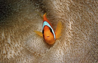 Red Sea Anemonefish, Amphiprion bicinctus, Djibouti, Djibouti, Africa, Afar Triangle, Gulf of Aden,